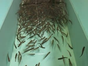 fish hatchery